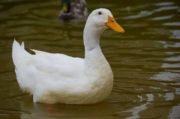 beautiful duck on the lake