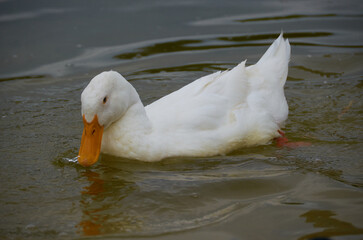 beautiful duck on the lake