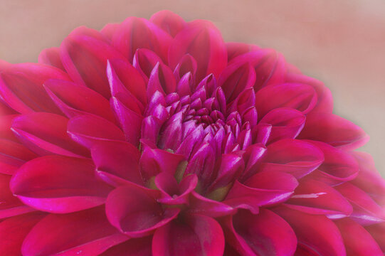 A close up of a deep pink dahlia