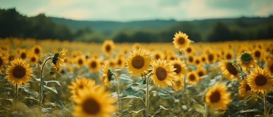 Fototapeta premium A vibrant sunflower field stretches to the horizon under a cloudy sky, embodying nature's joy and resilience in a radiant sea of yellow.