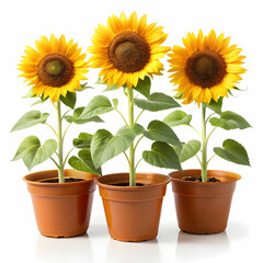 Obraz premium three pots of sunflower plants on white background