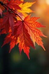 Vibrant red, orange, yellow maple leaves cluster on a branch , orange leaves, season