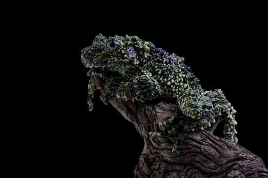 Theloderma corticale (Vietnamese mossy frog) camouflage on wood, moss tree frog camouflage