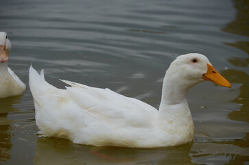 beautiful duck on the lake