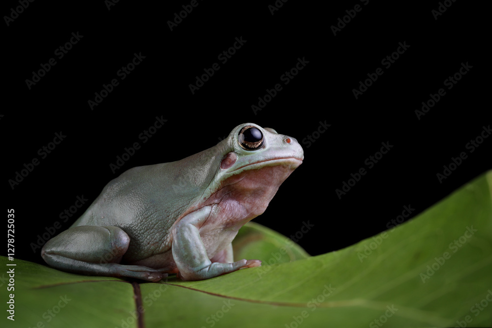 Canvas Prints dumpy frog 