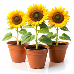 Obraz premium three pots of sunflower plants on white background