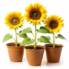 Obraz premium three pots of sunflower plants on white background