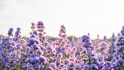 Close up of Purple margaret flower garden