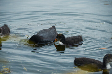beautiful duck on the lake