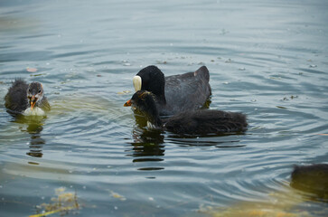 beautiful duck on the lake