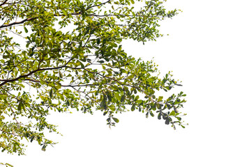 Close up green leaves background