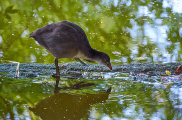 beautiful duck on the lake