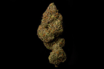 Fototapeta premium Watermelon Zkittlez Cannabis Bud – High-Quality Macro Photography on Black Background