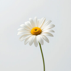 white daisy flower