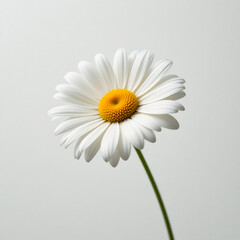 white daisy flower