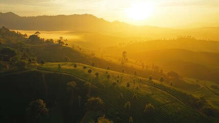 Breathtaking Aerial View of Lush Green Tea Plantation Rolling Hills