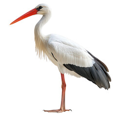 Obraz premium stork birds isolated on transparent background