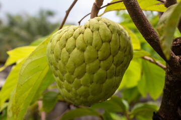 Sugar Apple Hanging on Tree, Annona Squamosa
