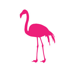 flamingos pink on a white background,