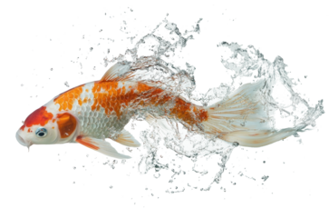 PNG A koi fish water splashing goldfish.