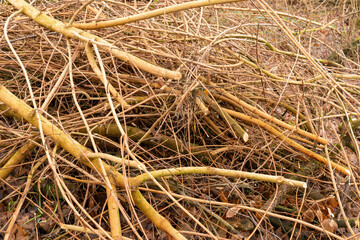 Pile of wooden twigs and branches on the ground after cutting them down. Background.