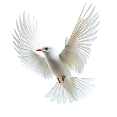 Fototapeta premium white arctic tern fly wings deployed isolated on transparent background