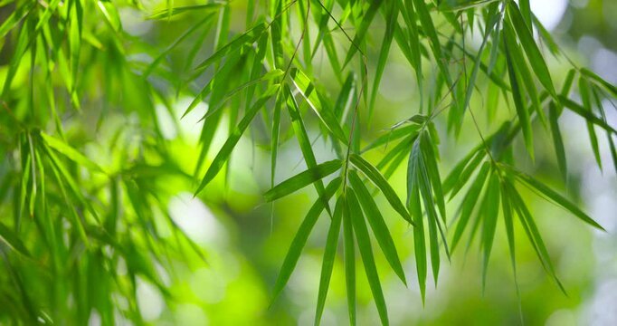 beautiful green bamboo background