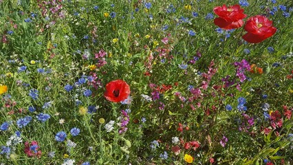 Bunte Blumenwiese im Sommer