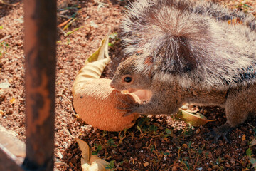 squirrel eating nut