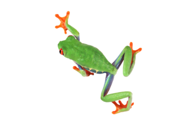 Red-eyed tree frog on white background, red-eyed tree frog (Agalychnis callidryas) closeup