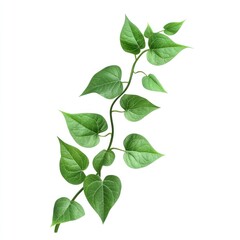Fototapeta premium Green Vine Leaves Isolated on White Background