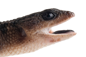 Sulawesi spiny water skink 