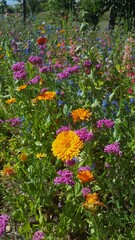 Obraz premium Bunte Blumenwiese im Sommer