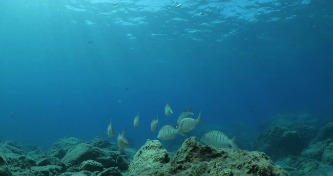 sand steenbras school swim  underwater mormyrus with some other fish around mediterranean sea