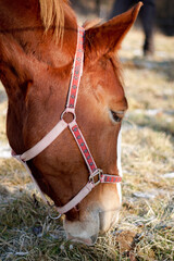 portrait of a horse © Magdalena