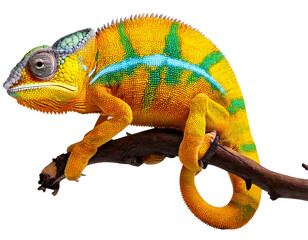 Obraz premium Yellow blue lizard Panther chameleon isolated on transparent background 