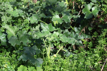 ecballium elaterium plant in the nature