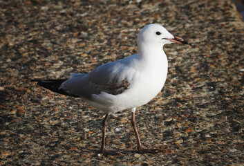 seagull on the beach