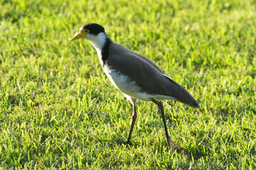 grey heron in the grass