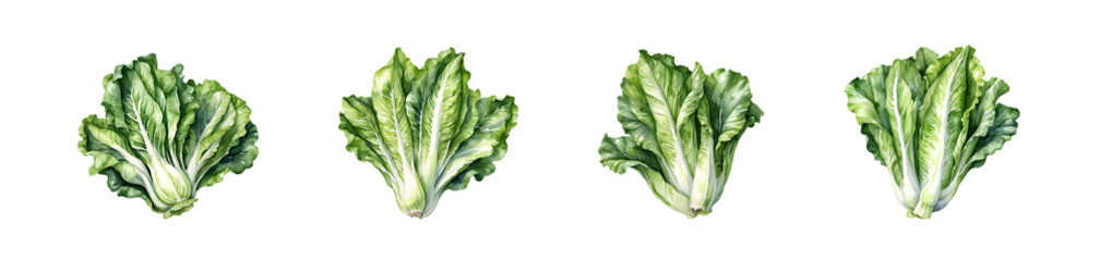 Vibrant Lettuce Illustration