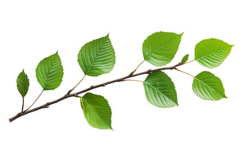 Naklejka premium A sprig of birch leaves on a transparent background PNG