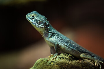 Fototapeta premium lizard on a rock