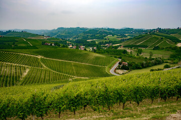 Landscape in Langhe (Piedmont)