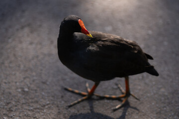 Australian Bird