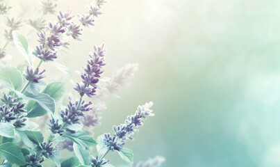 Blooming Lavender Flowers with Soft Pastel Background for Springtime Beauty