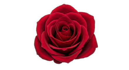 Rose flower