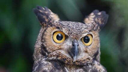 great horned owl