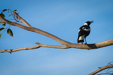 magpie