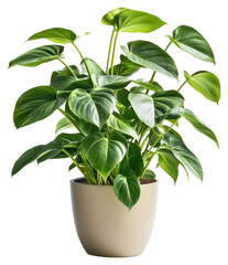 PNG Philodendron plant houseplant leaves.
