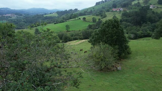 Drone view flying over the green pastures of the Asturian mountains, in Spain, above a herd of cows - 298
